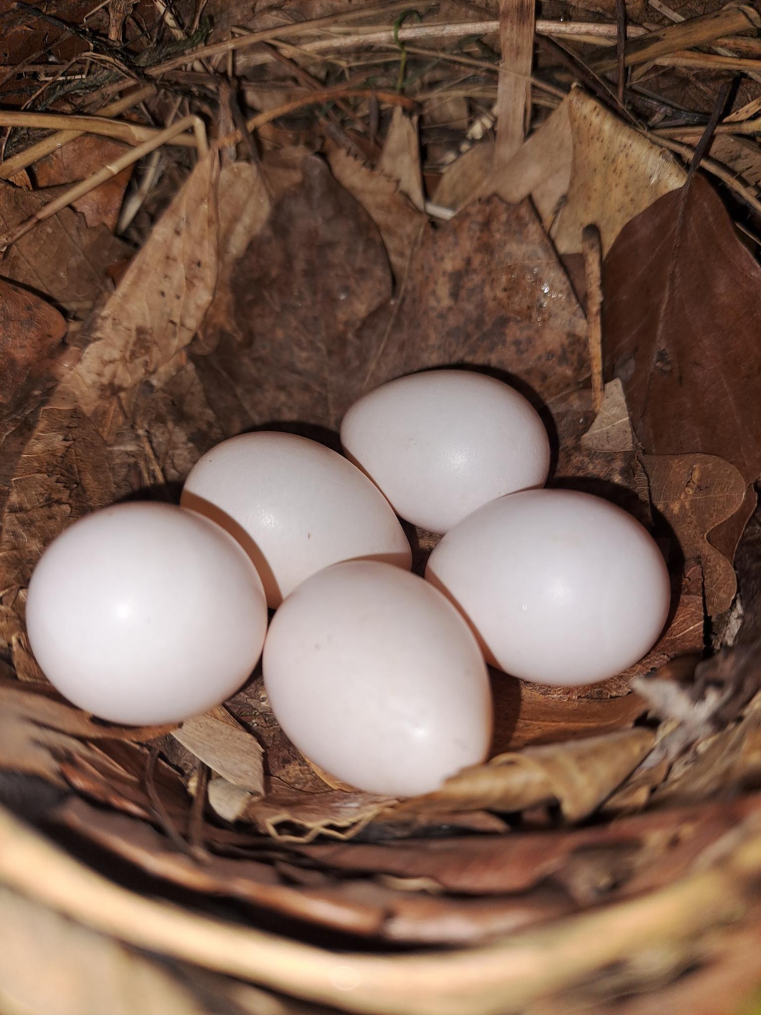 La Reproduction :Construction du nid, la gestion des oeufs, l
