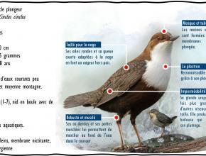 Agrandir l’image