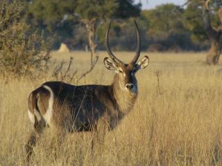 Waterbuck_Courteney Johnson