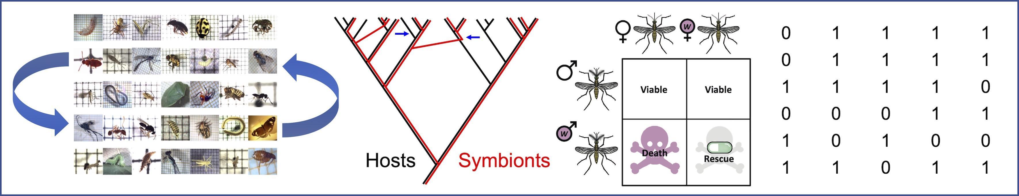 Une illustration de nos travaux portant sur les bactéries Wolbachia