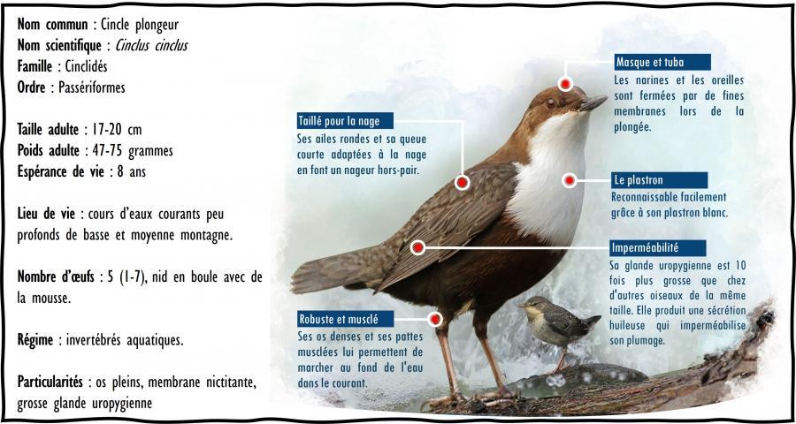 Agrandir l’image